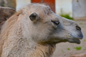 Zoo van Kristiansand