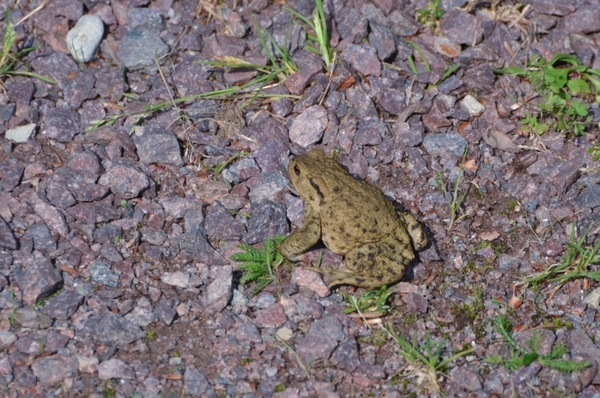 Autotocht In de voetsporen van een tempelridder