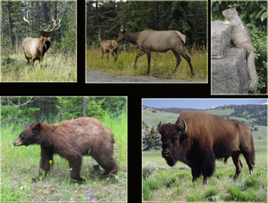 Wildlife