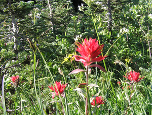 The indian paintbrush