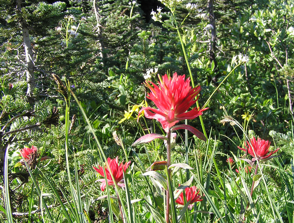 The indian paintbrush