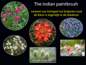 The indian paintbrush