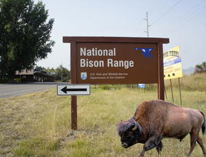 Bison Ranga Missoula