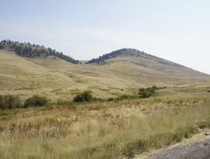 Bison Range Missoula