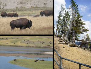 Yellowstone