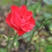 017