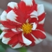 068