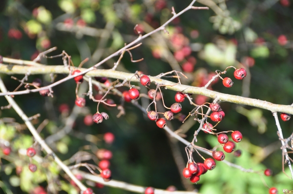 001 MIJN STAD'S KOESTERINGEN.....!