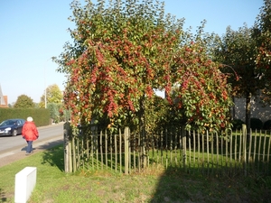 111023 ZOMERGEM RADIJSJESBOOM