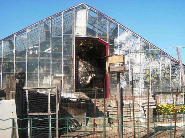 142-Druivenserres in Duisburg