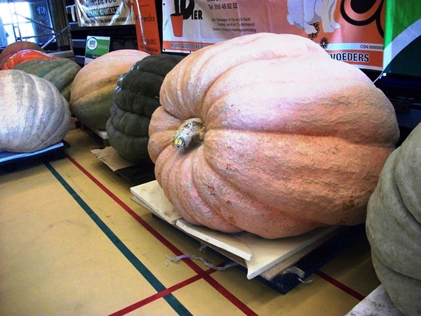 163-Pompoen-700kg