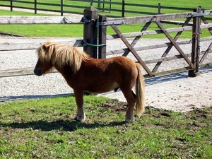 Wandeltocht Vichte0016