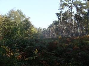 Overslag Wachtebeke Oktober 2011 004