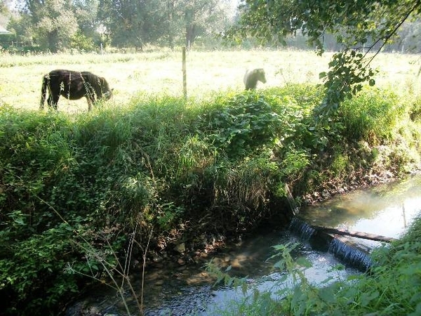 51-Zierbeek-St-Martens-Bodegem