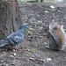 duif en eekhoorn samen