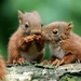 eekhoorntjes eten