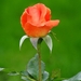 DSC00229 (FILEminimizer)