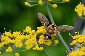 zweefvlieg 05