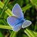 blauwtje