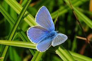 blauwtje