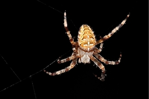 spider