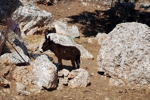 378 Rodos  -  Lindos en acropolis