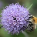 Hommel op zoek naar wat nectar