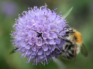 Hommel op zoek naar wat nectar