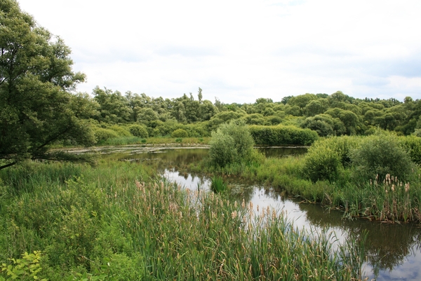 lucht,wolken,water,,water,bomen,planten