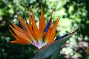 Paradijsvogel