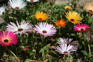 Zomer bloemen