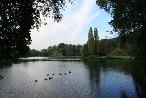 lucht,water,vogels,bomen