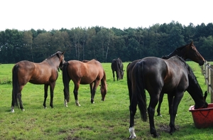 Paarden