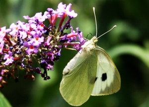 Witte vlinder