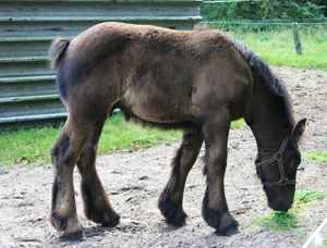 Veuleke Brabants Trekpaard..