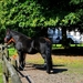 Paarden  op een mooie  late zomerdag