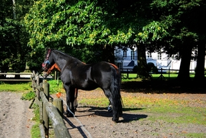 Paarden  op een mooie  late zomerdag