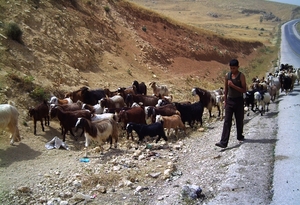 Geitjesherder in Jordanie