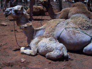 Kamelen melkerij bedrijf in de woestijn (Jordanie)