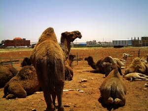 Kamelen in de woestijn