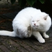 Witte kat