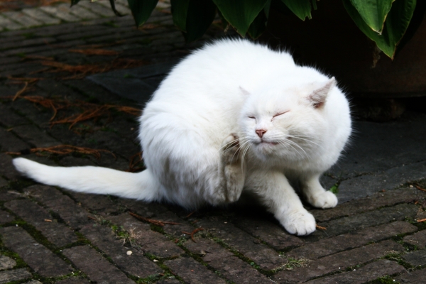 Witte kat