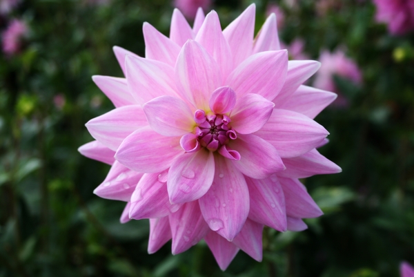 Dahlia met regendruppels