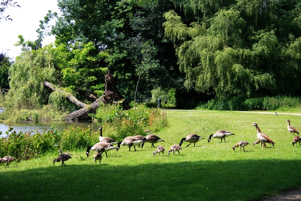 Rivierenhof  in Deurne/Antwerpen