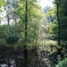 De zon schijnt door de bomen