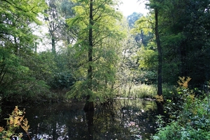 De zon schijnt door de bomen