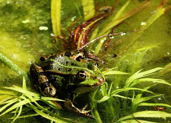 kikker,water,planten