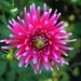 Dahlia