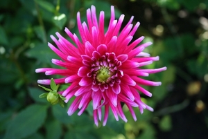 Dahlia