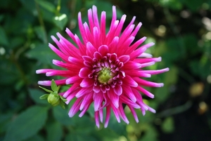 Dahlia